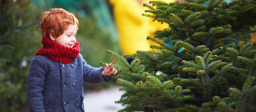 Picking the Perfect Christmas Tree - And Making It Last