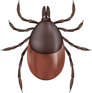 graphic image of a tick