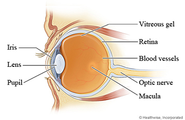 structure of an eye