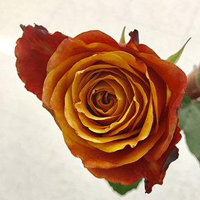 red-orange rose